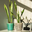 La lengua de suegra es una planta que hace presencia en muchos hogares.