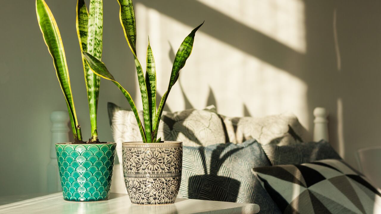 La lengua de suegra es una planta que se relaciona con protección y buena suerte.