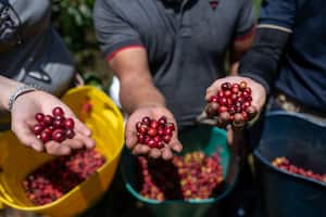 (De izquierda a derecha) Melanie Rutten-Suelz, Country Manager de Solidaridad en Alemania; Jesús Perafán, técnico de Solidaridad, y cafetalero Diego Édinson López muestra granos de café en la finca Limasol, en La Sierra, departamento de Cauca, Colombia.