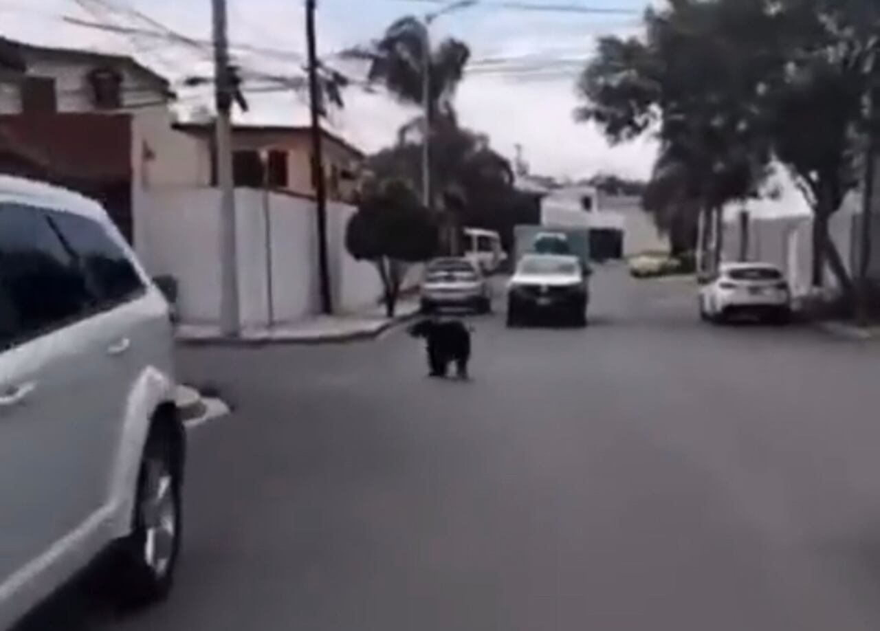 Se indicó una vez se logró poner a disposición de los organismos de control animal fue llevado a su hábitat natural.