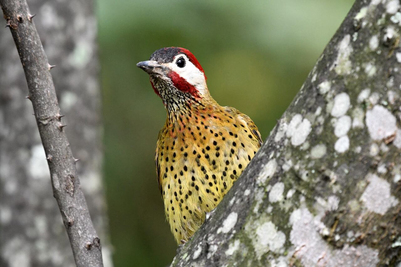 Cali: Al celebrarse hoy el día de las aves migratorias, se realizarán diferentes visitas de avistamientos en la ciudad, principalmente en el segundo tramo de Cristo Rey. Foto José L Guzmán. EL País