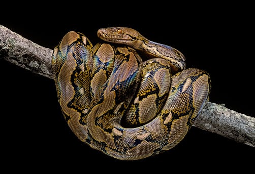 Es indispensable que el médico revise la mordedura de la serpiente.