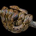 Es indispensable que el médico revise la mordedura de la serpiente.