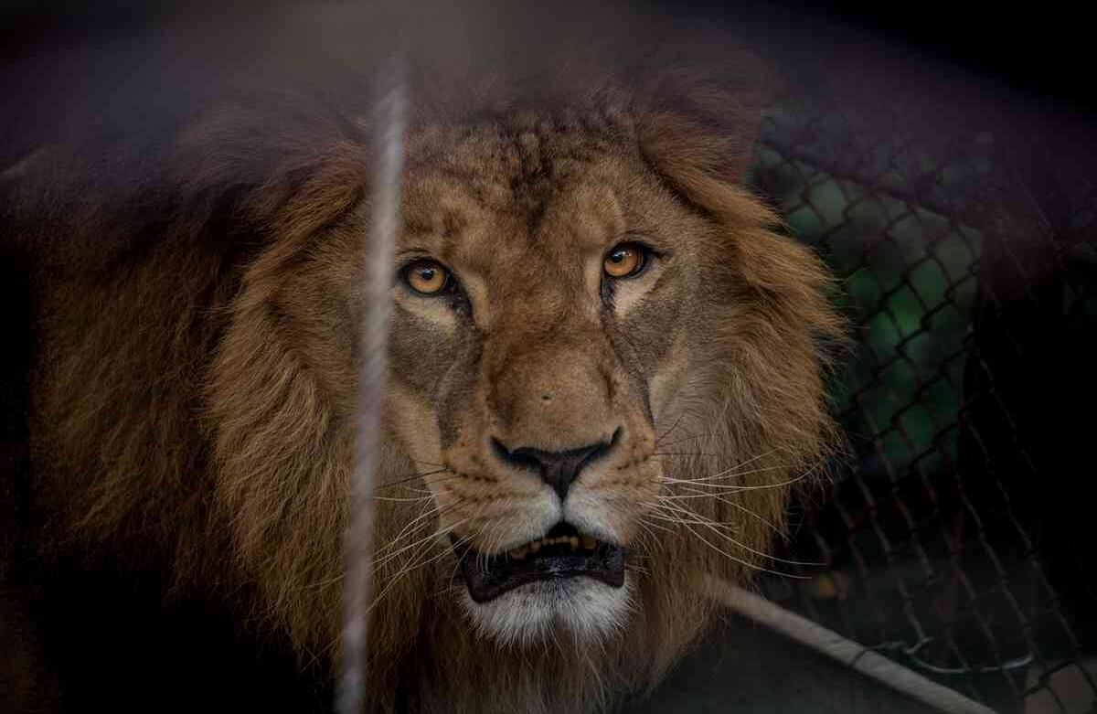 Un León (Panthera leo) rescatado de un circo, vive en la Fundación Santa Cruz en San Antonio, Cundinamarca, Colombia, el 2 de agosto de, 2019. Foto: Juancho Torres
