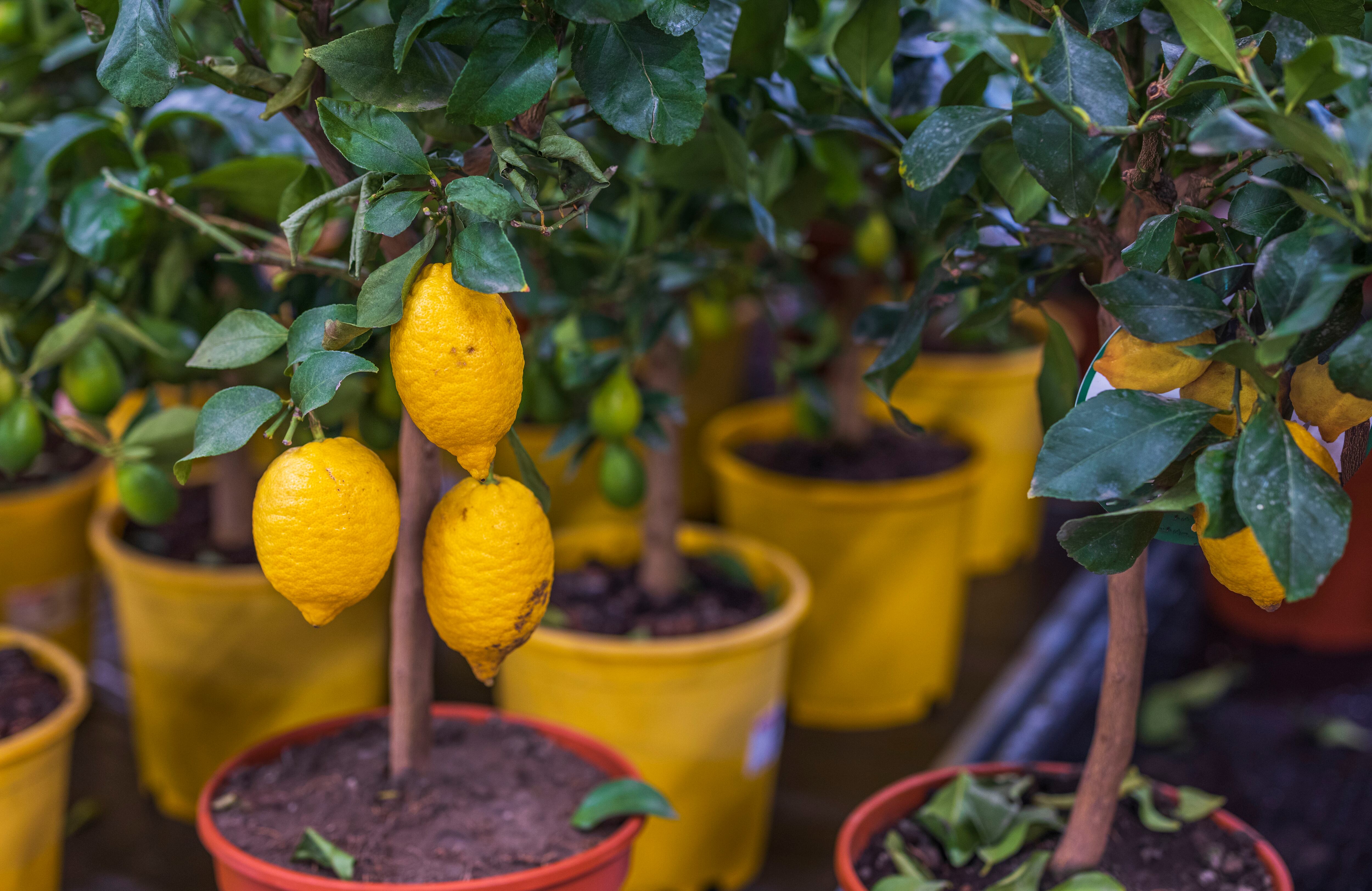 El árbol del limonero sirve como refugio de aves y ayuda a la biodiversidad