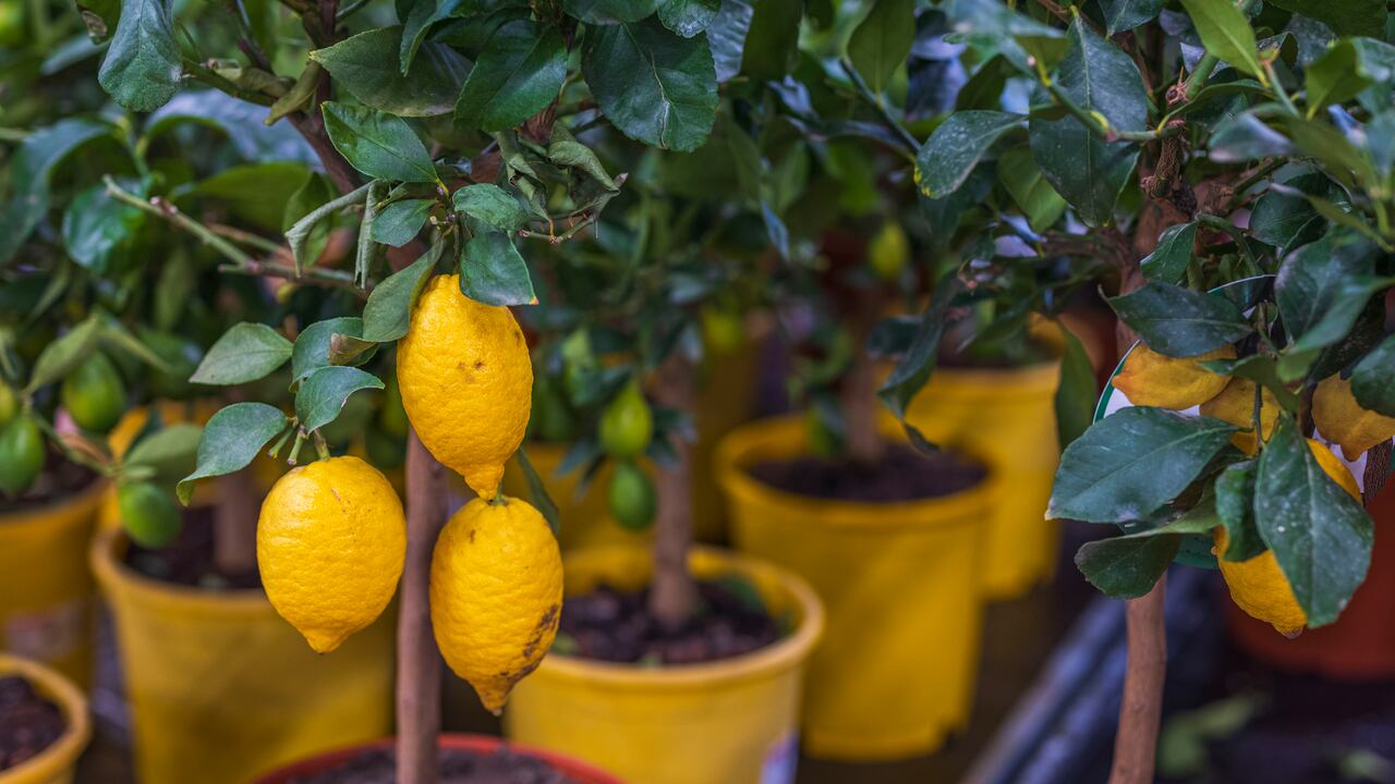 El árbol del limonero sirve como refugio de aves y ayuda a la biodiversidad