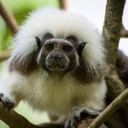 Documental Salvando Primates