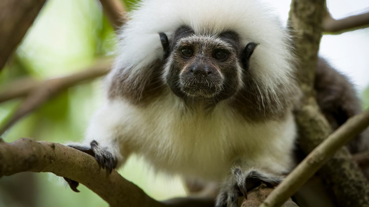 El tití cabeciblanco habita en el bosque seco del caribe colombiano. Se estima que en el país quedan aproximadamente seis mil de estos individuos.