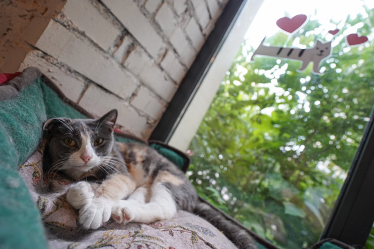 Gato asustado