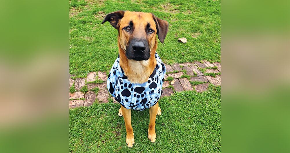 Las escenas de dolor por la pérdida de mascotas se evitarían si hubiera regulación para los establecimientos que cuidan estos animales. 