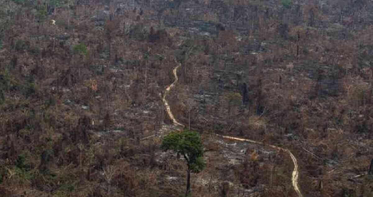 Los incendios en Brasil van de la mano con la deforestación. Foto: GreenPeace