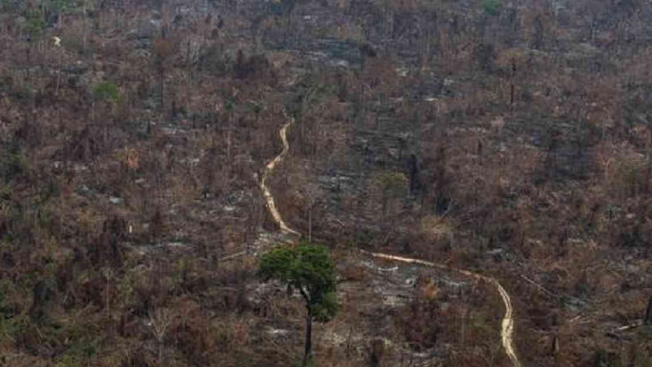 Los incendios en Brasil van de la mano con la deforestación. Foto: GreenPeace