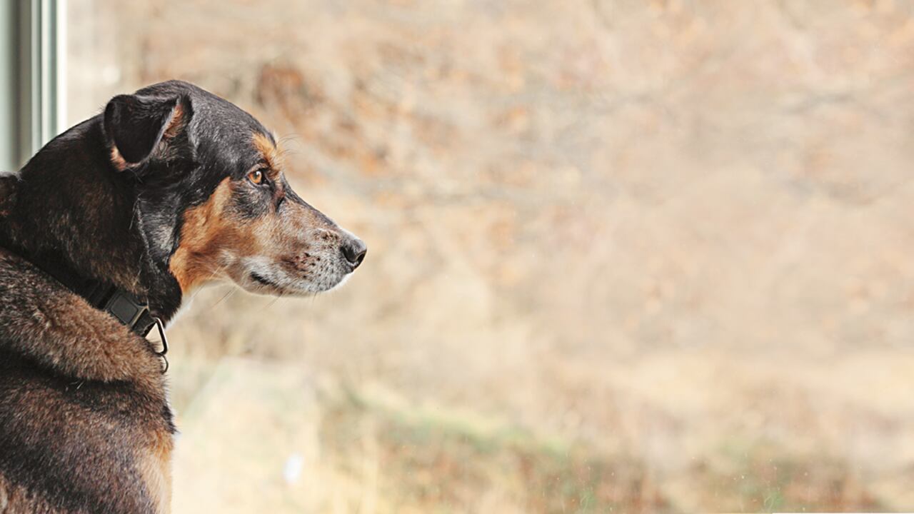 Los síntomas de la demencia canina son: desorientación, confusión, falta de memoria, cambios de personalidad, trastornos del sueño, así como alteraciones en el comportamiento social, exploratorio y eliminativo.