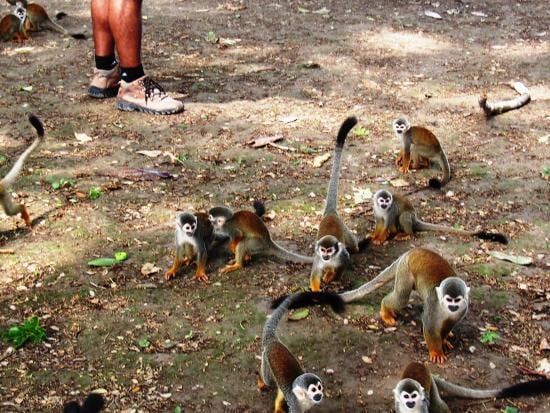 En su mayoría los micos que se encuentran en esta isla pertenecen a la raza Ardilla.