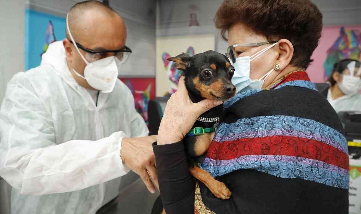 La pandemia del coronavirus no solo cambió la forma de vida y las rutinas de los humanos. Esa alteración de la cotidianidad también la sufrieron las mascotas.
