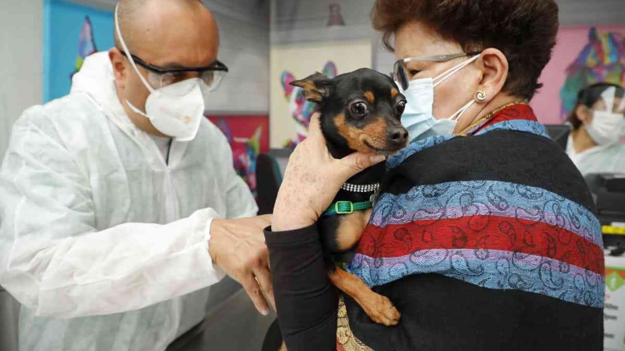 En el próximo Encuentro SOStenible hablaremos sobre los cambios de comportamiento de las mascotas producto de la cuarentena.