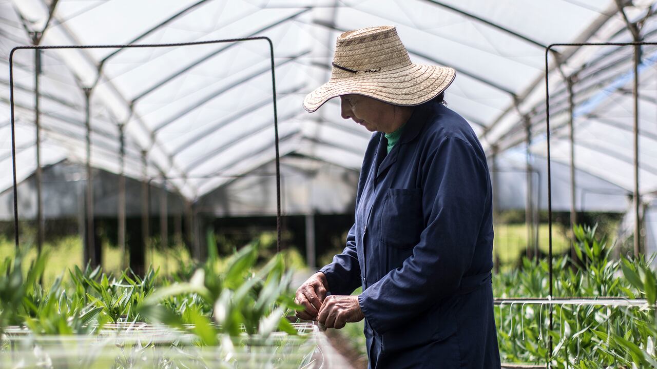 NO USAR, USO EXCLUSIVO MEJOR COLOMBIA, Especial Mejor Colombia, OCDE rural