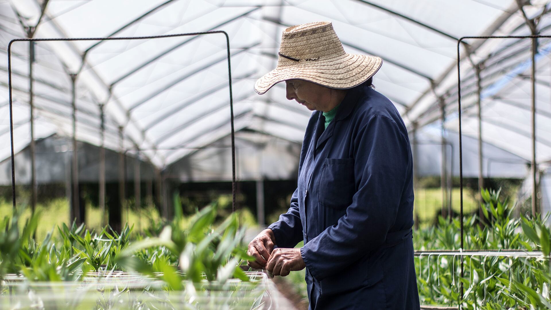 NO USAR, USO EXCLUSIVO MEJOR COLOMBIA, Especial Mejor Colombia, OCDE rural