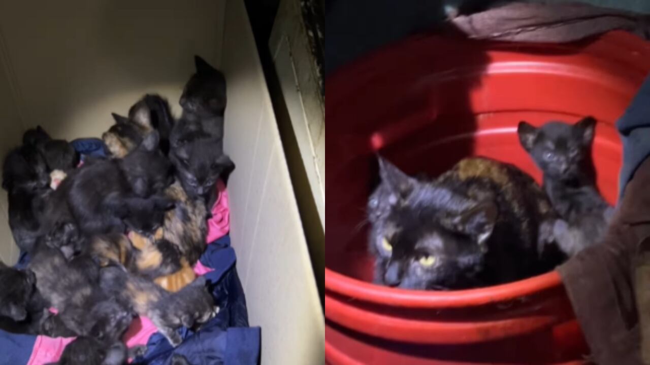 Estos son algunos de los gatos que fueron rescatados.