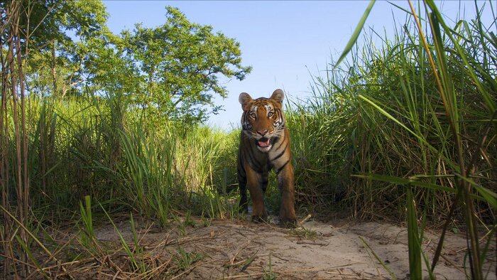Los premios estadounidenses Pictures of the Year premian las mejores fotos de 2010. El museo Newseum de Washington DC exhibe una selección de las galardonadas, como esta de Steve Winter que muestra un joven tigre.