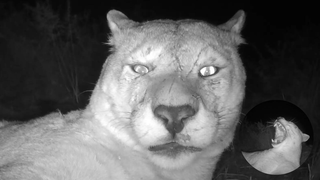 En un paisaje remoto, la tecnología permitió capturar un instante que difícilmente habría ocurrido con presencia humana.
