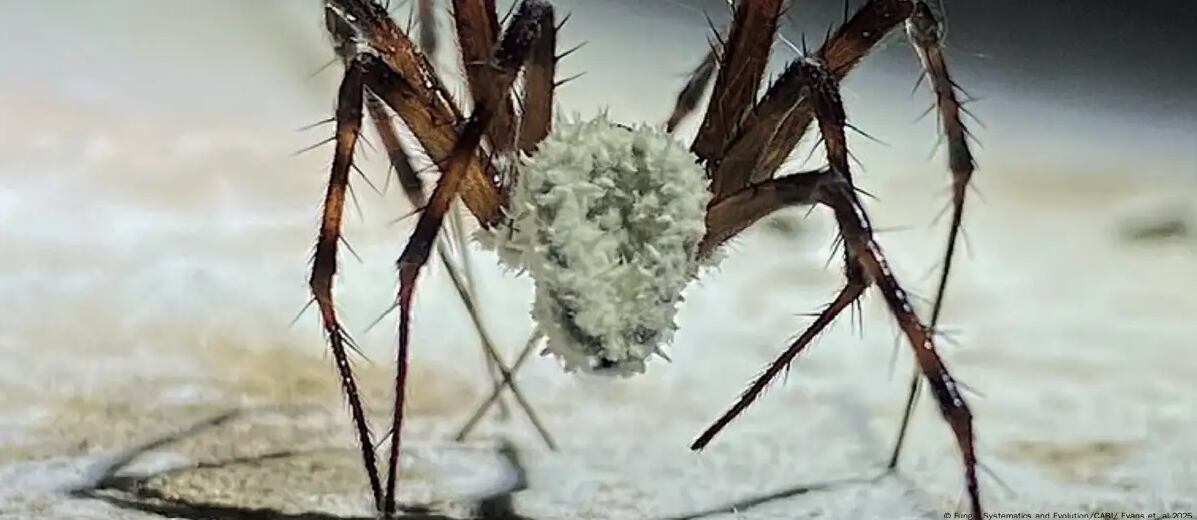 El hongo se propaga, convirtiendo a las arañas de las cavernas en "zombis".