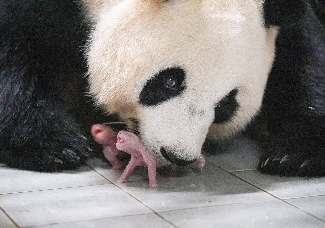 Por el momento, las gemelas pandas no cuentan con nombres.