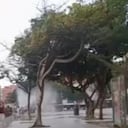 Ataque de abejas africanizadas en Barranquilla.