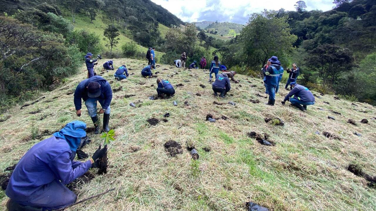 Siembra de árboles en el río Bogotá y Ubaté-Suárez
