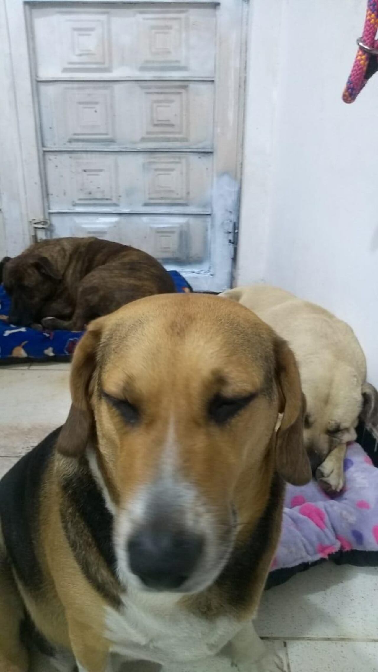 Perros víctimas de las protestas