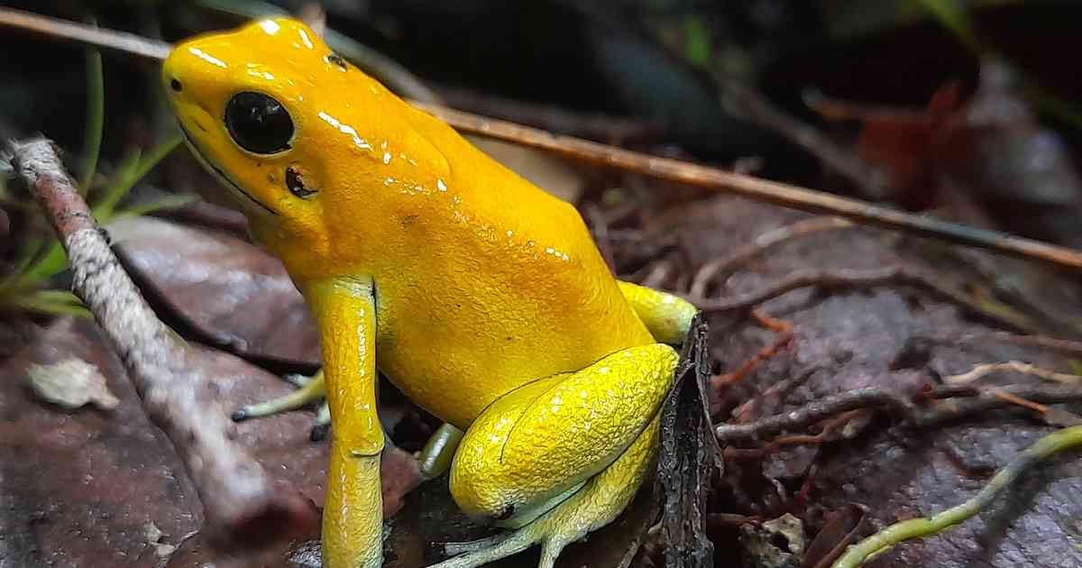 La rana dardo dorado (Phyllobates terribilis) es una especie endémica, que se encuentra en el Valle del Cauca y las autoridades buscan su preservación.