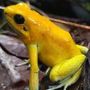 La rana dardo dorado (Phyllobates terribilis) es una especie endémica, que se encuentra en Cauca y las autoridades buscan su preservación. Foto: Harold Puama