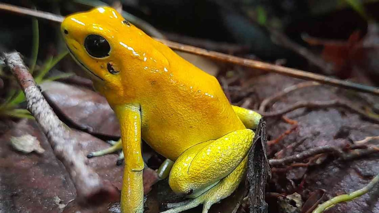 La rana dardo dorado (Phyllobates terribilis) es una especie endémica, que se encuentra en Cauca y las autoridades buscan su preservación. Foto: Harold Puama
