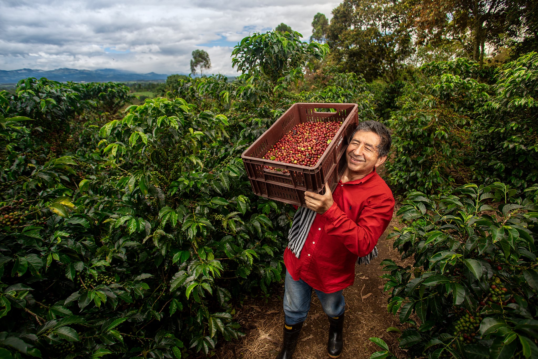 Estos productores se distribuyen en 603 municipios de 22 departamentos del país.