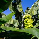 Las hojas de plátano tienen muchos usos.