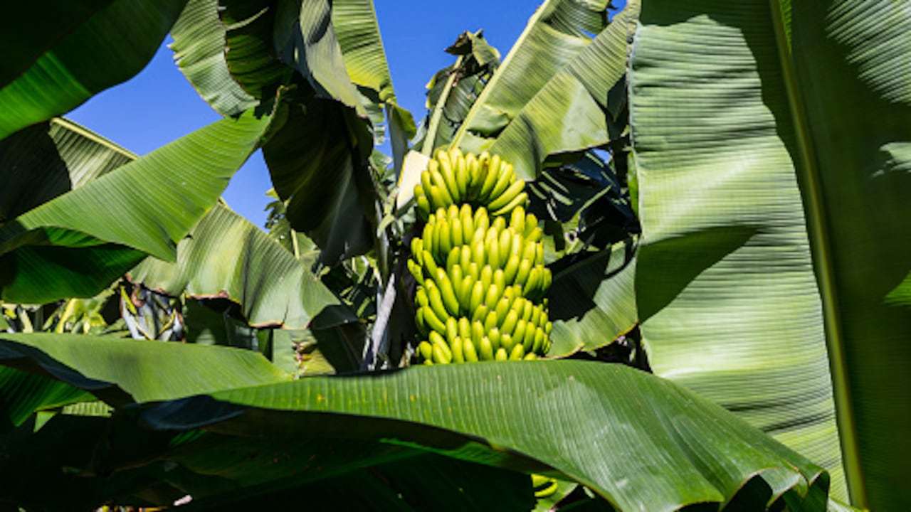 Las hojas de plátano tienen muchos usos.