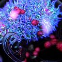 El coronavirus o los virus viajan al cerebro a través de la nariz, el COVID-19 puede dañar el cerebro y causar síntomas como delirio y confusión