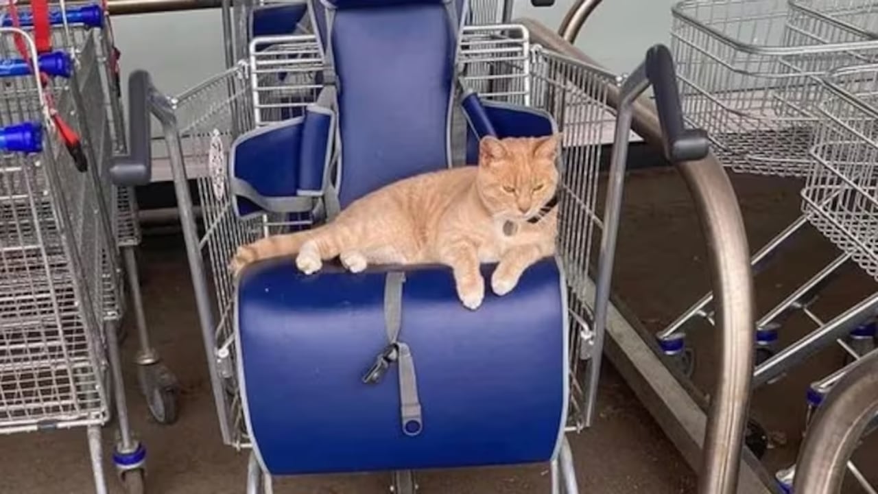 Lincoln el gato