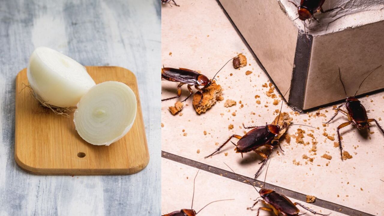 Cebolla para acabar con las cucarachas.
