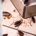 Cebolla para acabar con las cucarachas.