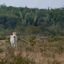 El Fondo beneficiará a Casanare, Arauca, Meta y Vichada. Foto: Álvaro Cardona / Semana