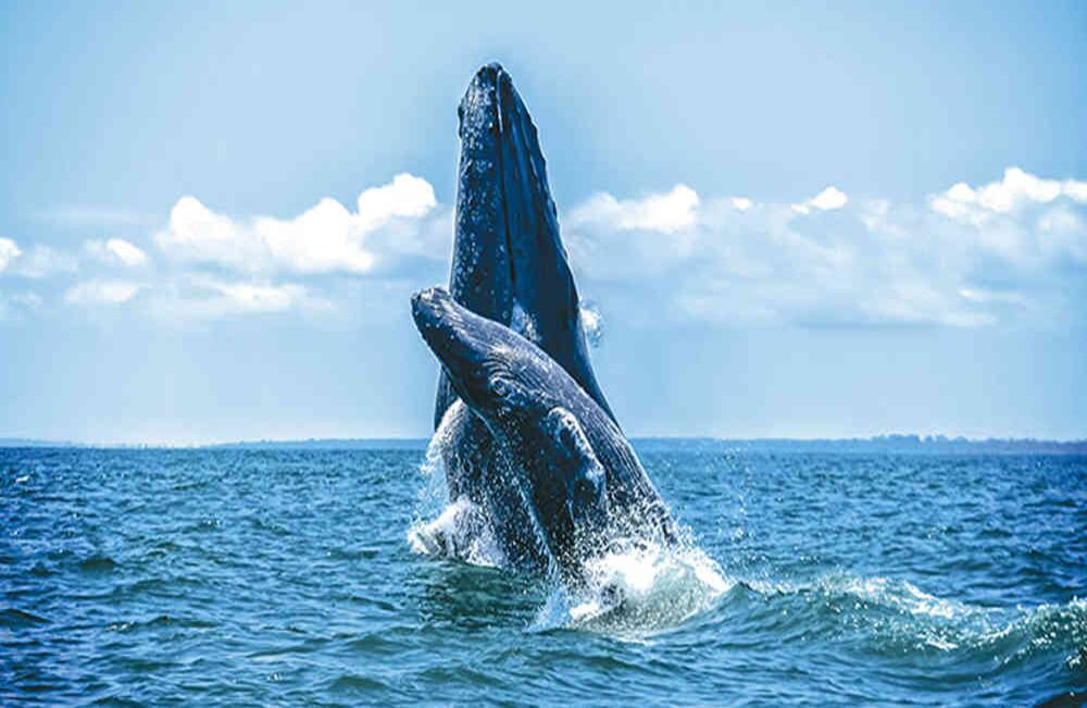 Cada año las ballenas jorobadas recorren 8.500 kilómetros para llegar a las playas de Buenaventura. 