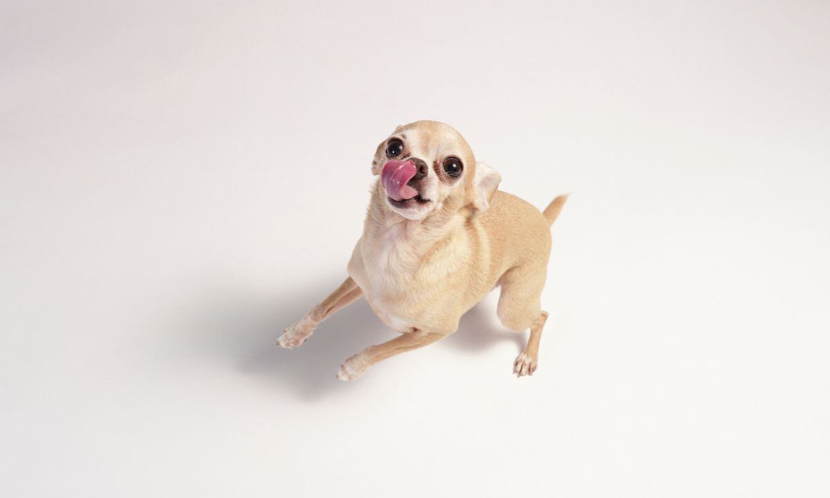 Cómo saber el tamaño de un perro.