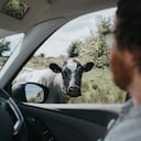 Los conductores deben extremar las precauciones al transitar por zonas donde pueda aparecer fauna.