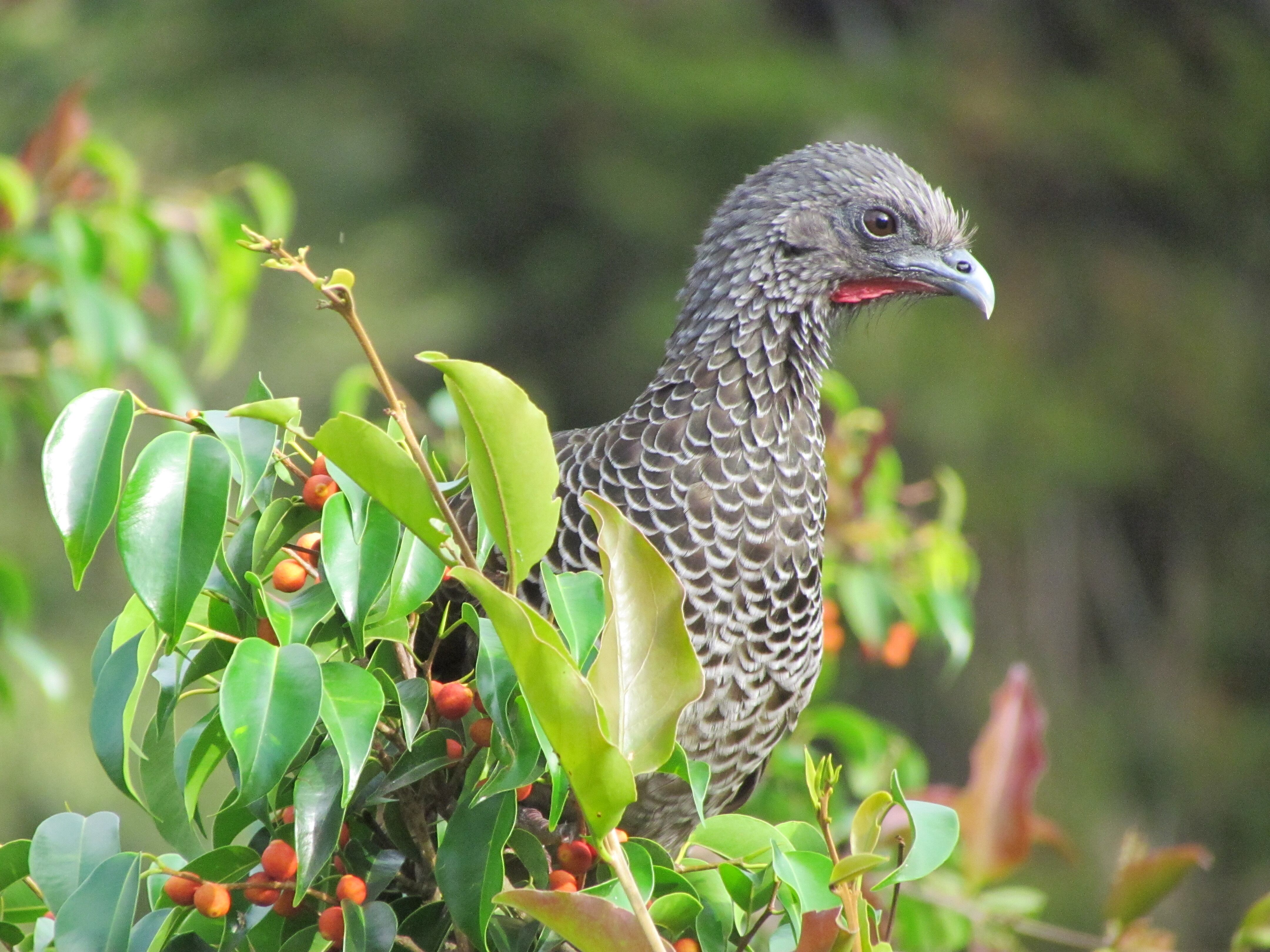 La guacharaca colombiana​ (Ortalis columbiana). Una especie endémica del país.  Su canto es similar al de la guacharaca, instrumento representativo del vallenato. Suele verse alimentándose en pequeños grupos, principalmente de frutos, por lo cual es importante en la dispersión de semillas. Foto Carlos Mario Wagner Wagner