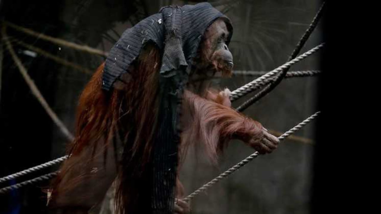 Sandra tiene 32 años y nació en cautiverio en Alemania.