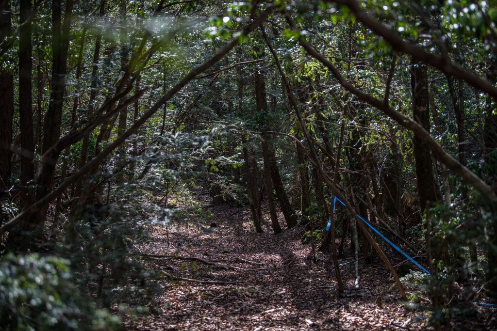 Esta elección del bosque de Aokigahara para morir está en parte inspirada en el cuento Kuroi Jukai ("El negro mar de árboles") de Seicho Matsumoto, publicado en 1960, cuya historia acaba con una pareja de enamorados quitándose la vida en este lugar.