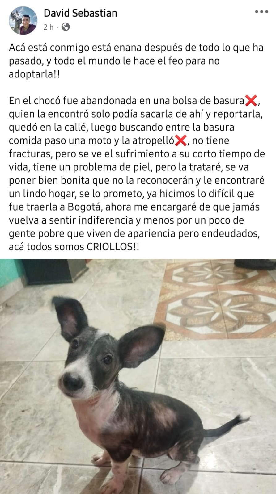 la desgarradora historia de ‘Enana’, la perrita que nadie quiere adoptar