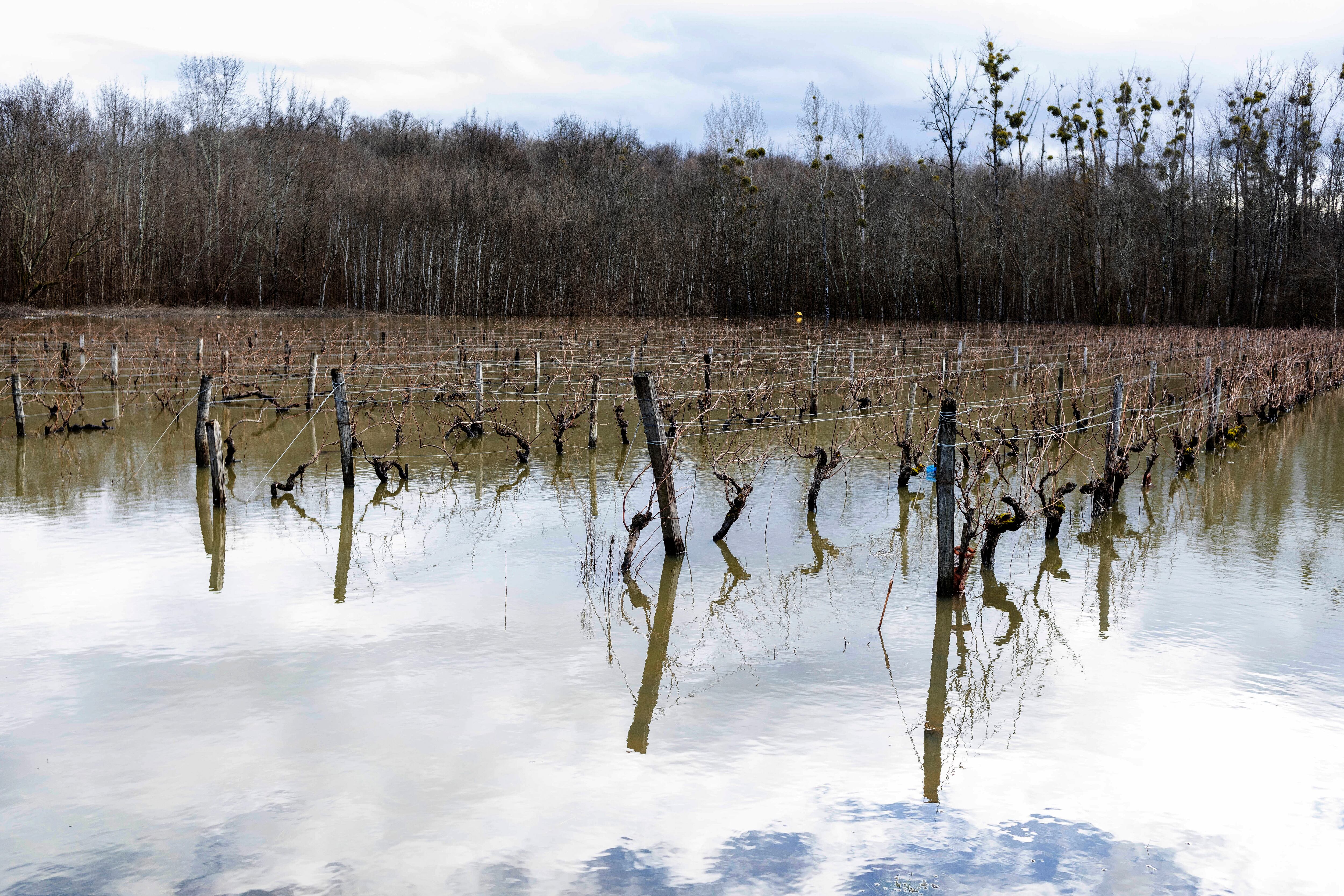 Viñedos cerca de Cognac, suroeste de Francia. (Foto AP / Yohan Bonnet)