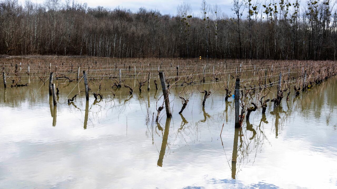 Viñedos cerca de Cognac, suroeste de Francia. (Foto AP / Yohan Bonnet)
